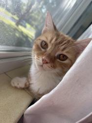 Lost Male Cat last seen Ward-Highlands Elementary School, Ocala, FL 34471