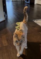 Reunited Male Cat last seen Shoreline Dr. and Culebra Way, San Antonio, TX 78254