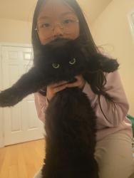 Reunited Female Cat last seen Near Bur Oak Ave, Markham, ON L6E 1W5, Markham, ON L6E 1W5