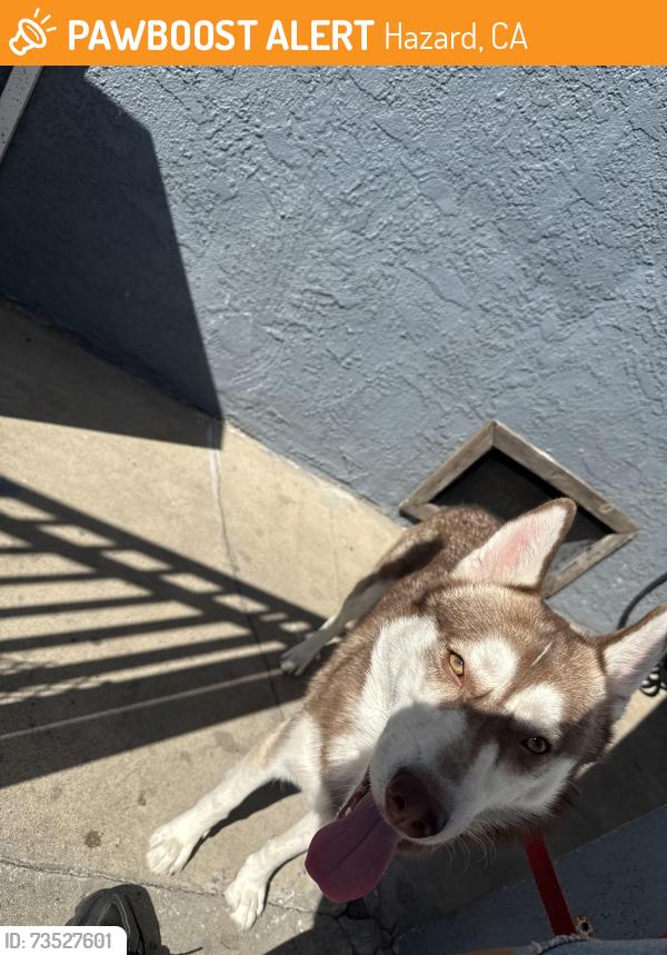Found/Stray Male Dog last seen 7-eleven, Hazard, CA 90063