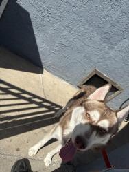 Found/Stray Male Dog last seen 7-eleven, Hazard, CA 90063