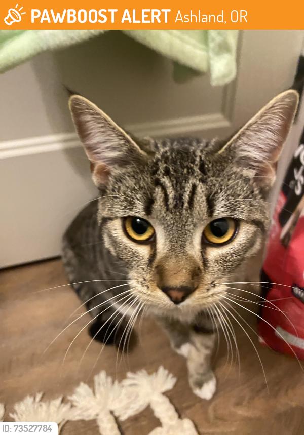 Found/Stray Female Cat last seen North Mountain Ave Park bike trail, Ashland, OR 97520
