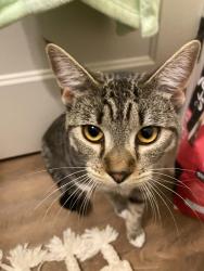 Found/Stray Female Cat last seen North Mountain Ave Park bike trail, Ashland, OR 97520