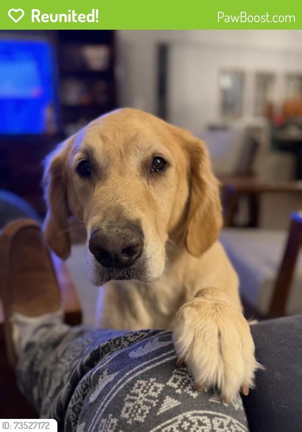 Reunited Male Dog last seen SW 176th street, Palmetto Bay, FL 33157