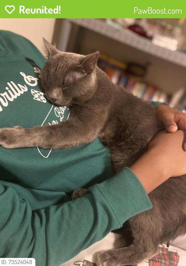 Reunited Male Cat last seen Jacaranda Pkwy and 42nd Avenue, Cape Coral, FL 33993