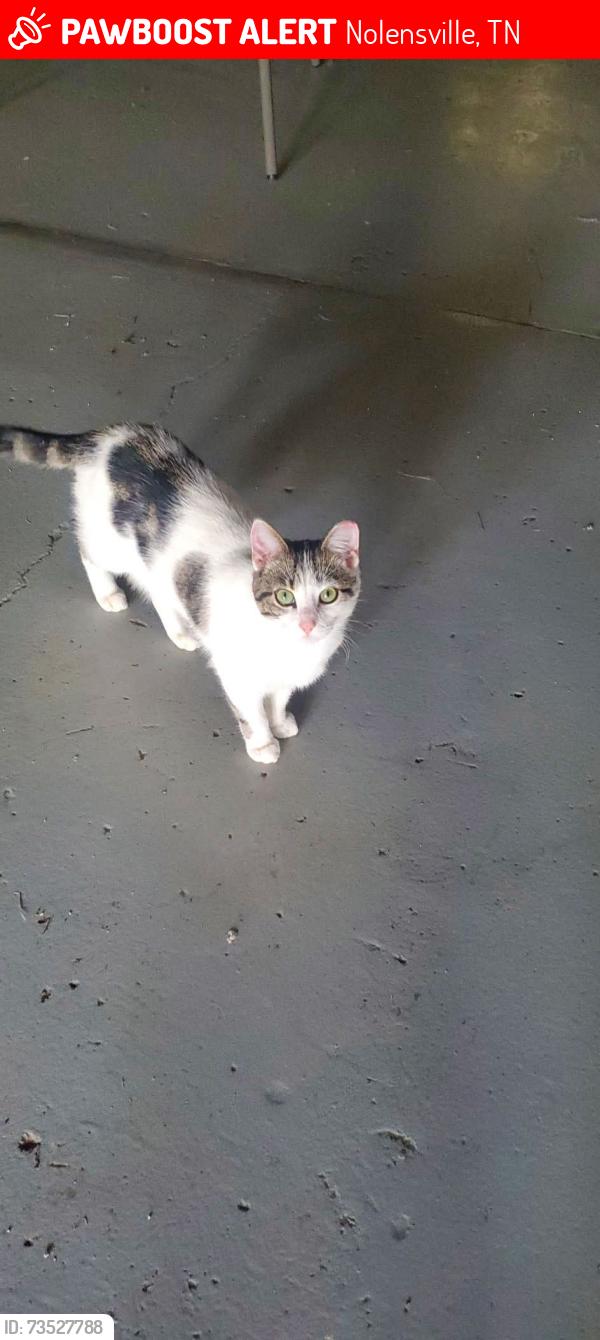 Lost Male Cat last seen Clovercroft Rd and Holstein Drive, Nolensville, TN 37135