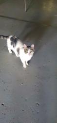 Lost Male Cat last seen Clovercroft Rd and Holstein Drive, Nolensville, TN 37135