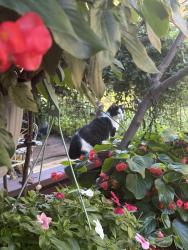 Reunited Male Cat last seen Eastham and Stony Point Rd, Charlottesville, VA 22911