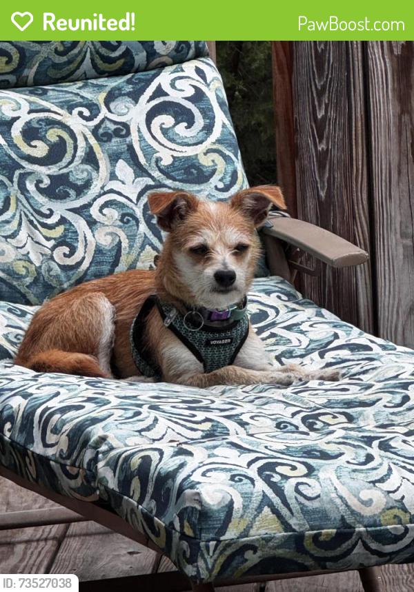 Reunited Female Dog last seen Williamsburg area, Reidsville, NC 27320
