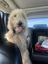 Reunited Male Dog last seen Highway 80 near apmts and dealership, Terrell, TX 75160