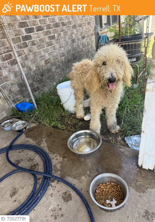 Found/Stray Male Dog last seen By the Chevrolet dealership and twin peaks in terrell, Terrell, TX 75160