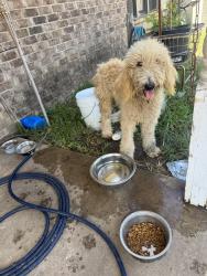 Found/Stray Male Dog last seen By the Chevrolet dealership and twin peaks in terrell, Terrell, TX 75160