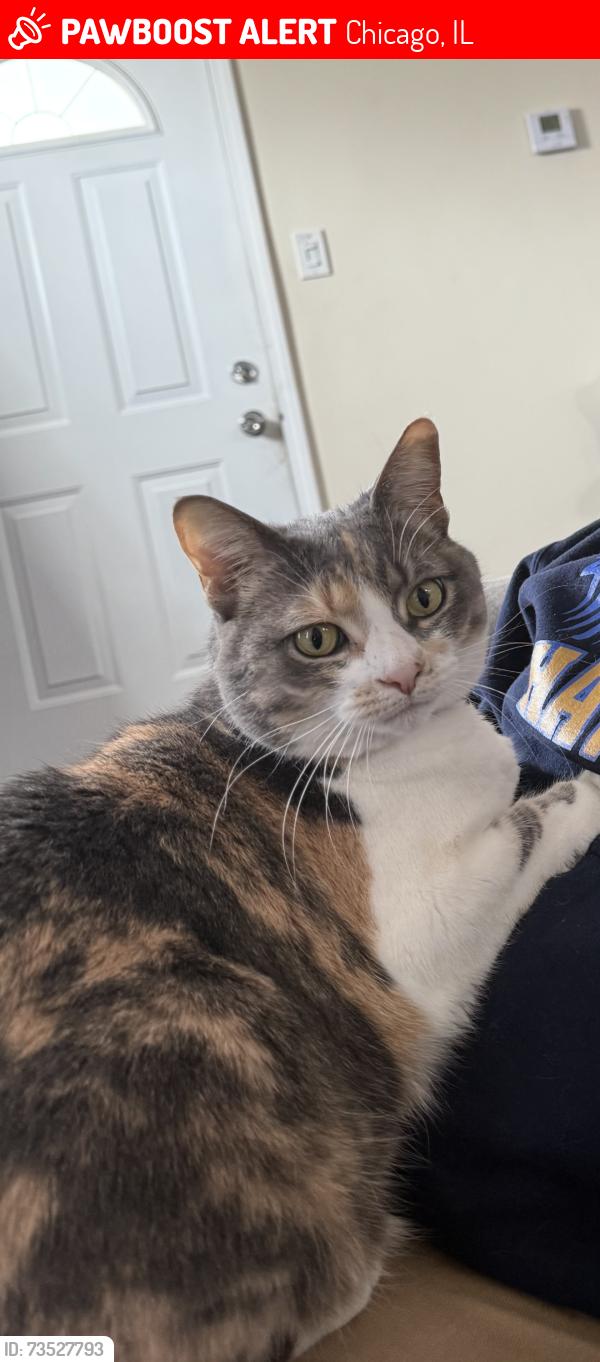Lost Female Cat last seen 31st and Lock, Chicago, IL 60608