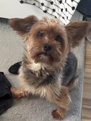 Lost Male Dog last seen Oak Cir W, Magnolia, Olive Branch, MS 38654