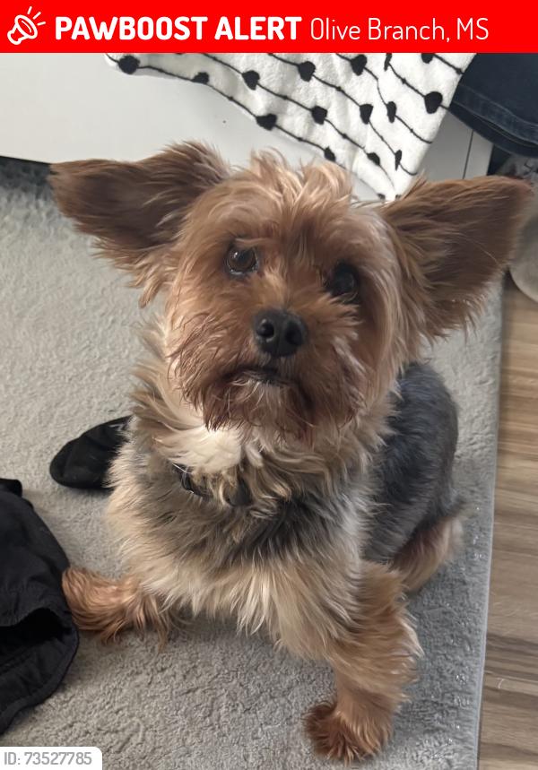 Lost Male Dog last seen Oak Cir W, Magnolia, Olive Branch, MS 38654