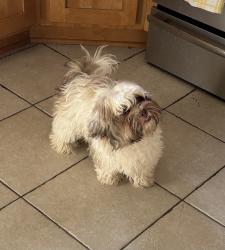 Reunited Male Dog last seen 35th & Tyler street NE, Minneapolis, MN 55413