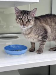 Shelter Stray Female Cat last seen , 593 Fairview Ave N, St Paul, MN 55104, USA