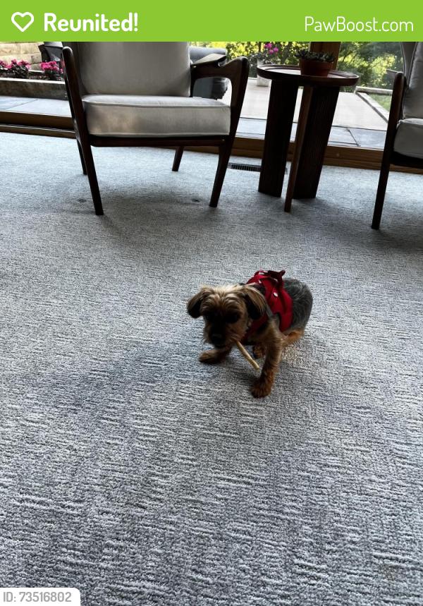 Reunited Female Dog last seen Lakeland Dr Greenwood Dr Myoma rd, Mars, PA 16046
