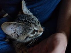 Reunited Unknown Cat last seen Central & Nimms, Wichita, KS 67203