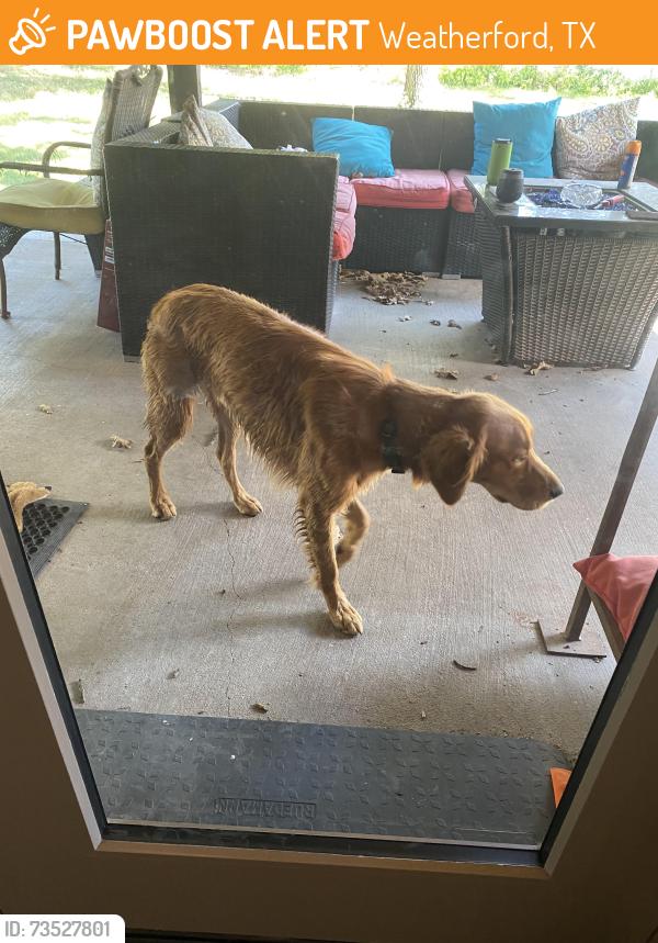 Found/Stray Male Dog last seen Jameson street and Oakwood Drive, Weatherford, TX 76086