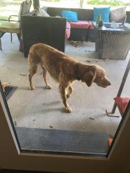 Found/Stray Male Dog last seen Jameson street and Oakwood Drive, Weatherford, TX 76086
