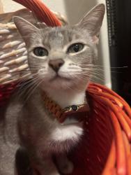 Lost Female Cat last seen Vicente &34, San Francisco, CA 94116