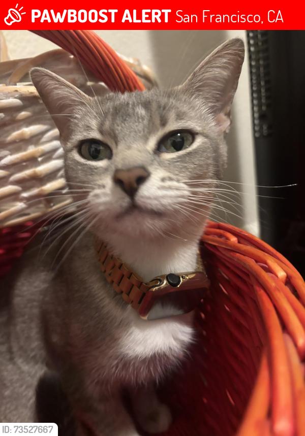 Lost Female Cat last seen Vicente &34, San Francisco, CA 94116