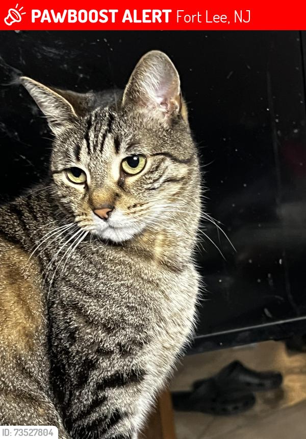 Lost Female Cat last seen Near Slocum Way, Fort Lee, NJ 07024