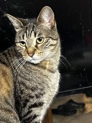 Lost Female Cat last seen Near Slocum Way, Fort Lee, NJ 07024