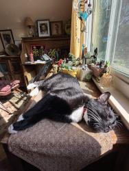 Lost Male Cat last seen Between Kinney and Delcurto, Austin, TX 78704
