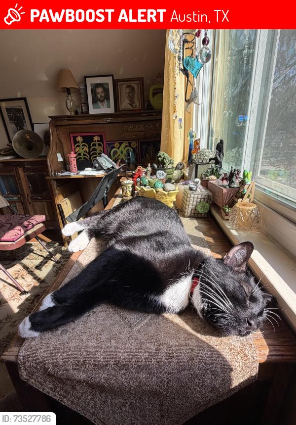 Lost Male Cat last seen Between Kinney and Delcurto, Austin, TX 78704