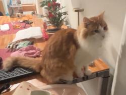 Lost Male Cat last seen Cornerpost Sq, Ashburn VA 20147, Ashburn, VA 20147