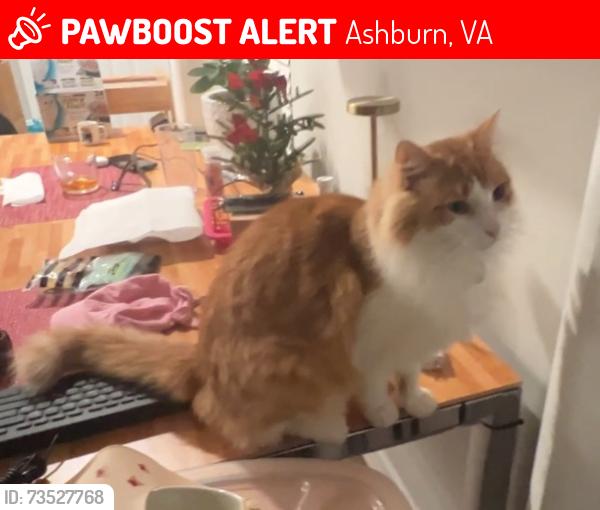 Lost Male Cat last seen Cornerpost Sq, Ashburn VA 20147, Ashburn, VA 20147