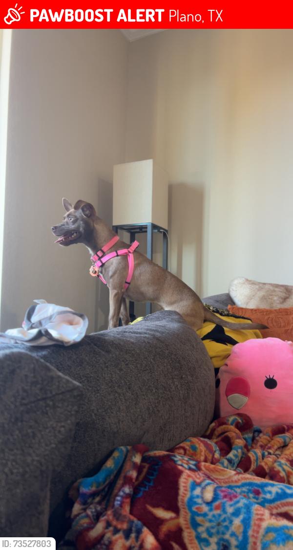 Lost Female Dog last seen apmt Complex’s Dog Park (5301 W Spring Creek Pkwy), Plano, TX 75024