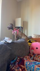 Lost Female Dog last seen apmt Complex’s Dog Park (5301 W Spring Creek Pkwy), Plano, TX 75024