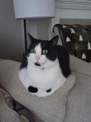 Reunited Female Cat last seen Interlaaken and Veterans Dr SW, Lakewood, WA 98498
