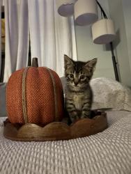 Lost Male Cat last seen D-19 and W coon lake rd, Howell, MI 48843