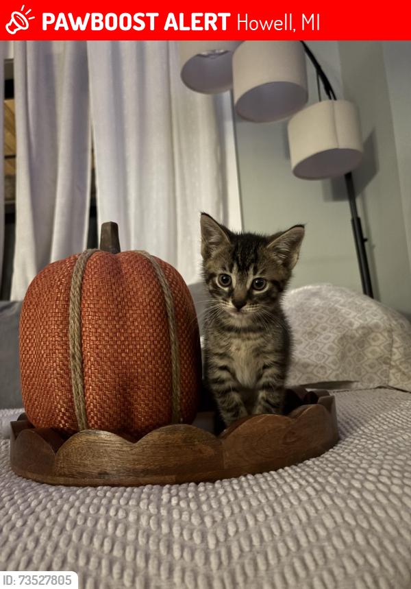 Lost Male Cat last seen D-19 and W coon lake rd, Howell, MI 48843