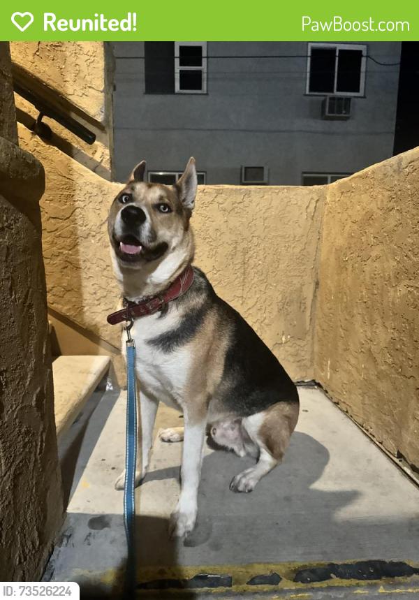 Reunited Male Dog last seen Near campo rd, Spring Valley, CA 91977