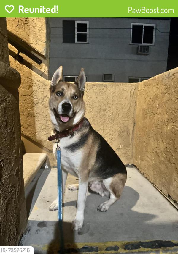 Reunited Male Dog last seen Near campo rd, Spring Valley, CA 91977