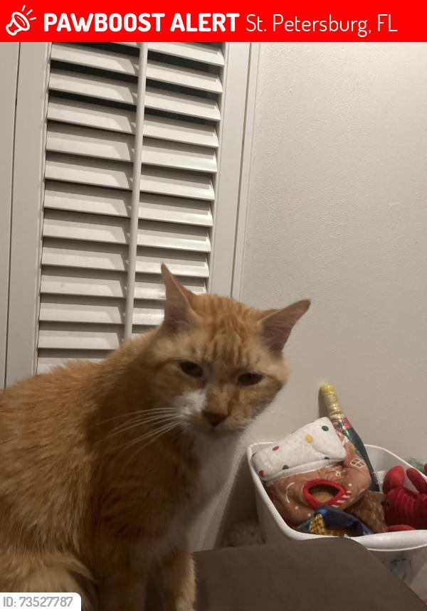 Lost Male Cat last seen Oak St and 37th Ave NE, St. Petersburg, FL 33704