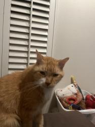 Lost Male Cat last seen Oak St and 37th Ave NE, St. Petersburg, FL 33704