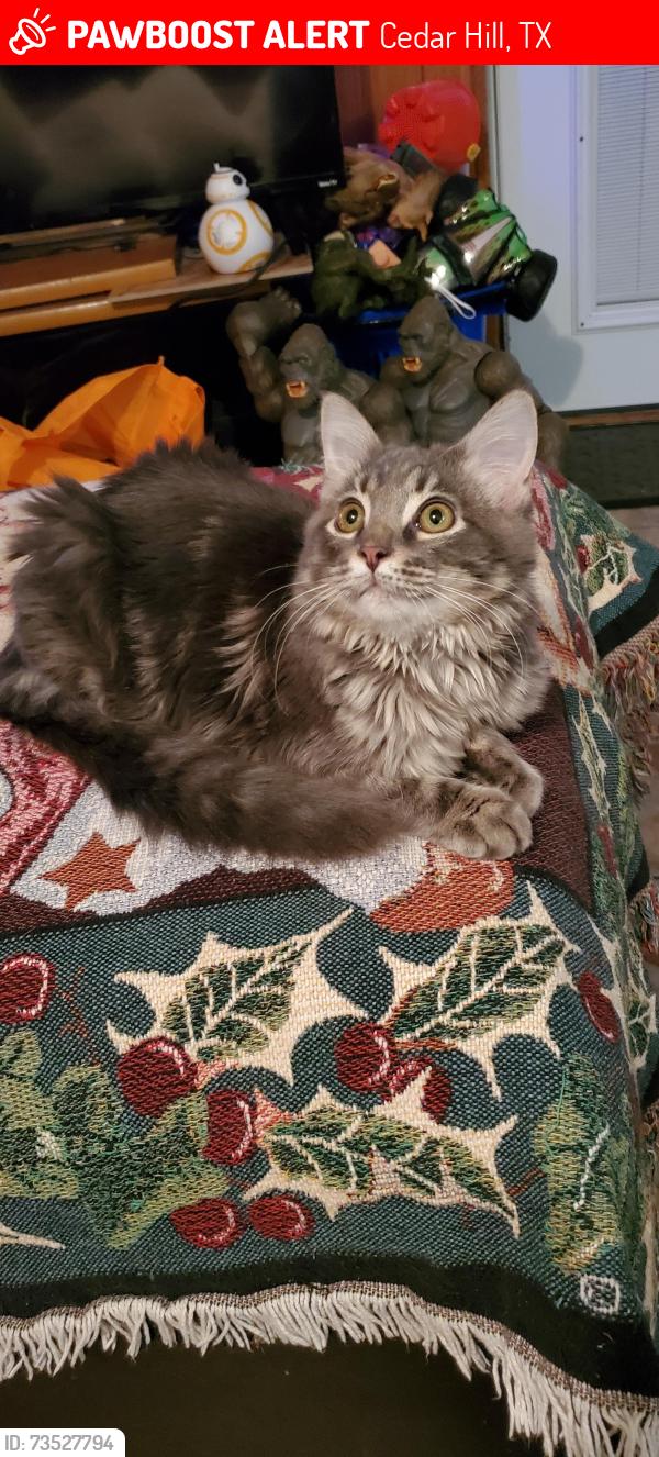 Lost Male Cat last seen Springtime Drive, Cedar Hill, TX 75104