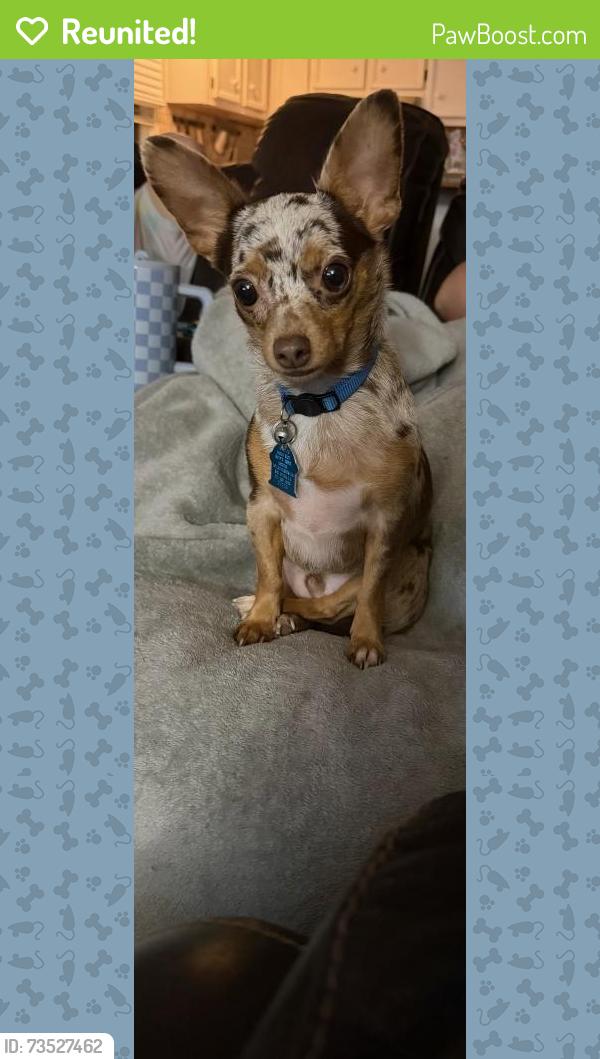 Reunited Male Dog last seen Lowe’s, Quality Inn, New Iberia, LA 70560