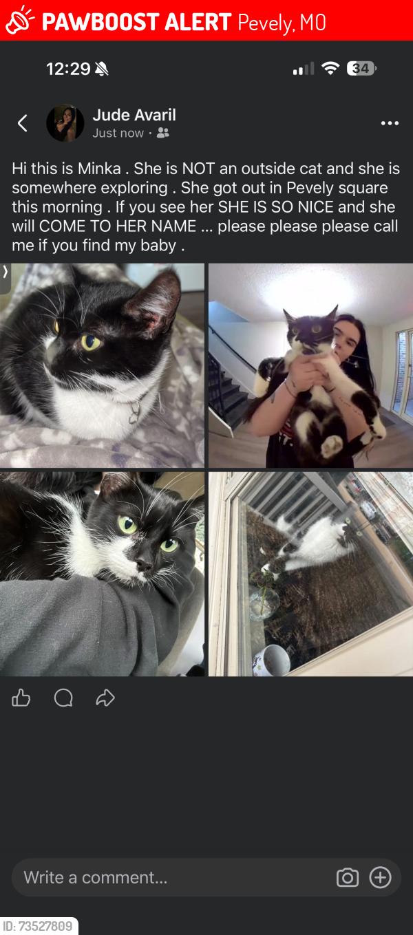 Lost Female Cat last seen Pevely square dr, Pevely, MO 63070