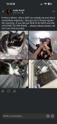 Lost Female Cat last seen Pevely square dr, Pevely, MO 63070