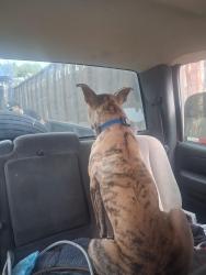 Lost Male Dog last seen Emory hwy/jeffersonville rd, Macon, GA 31217