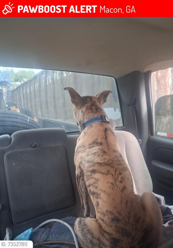 Lost Male Dog last seen Emory hwy/jeffersonville rd, Macon, GA 31217
