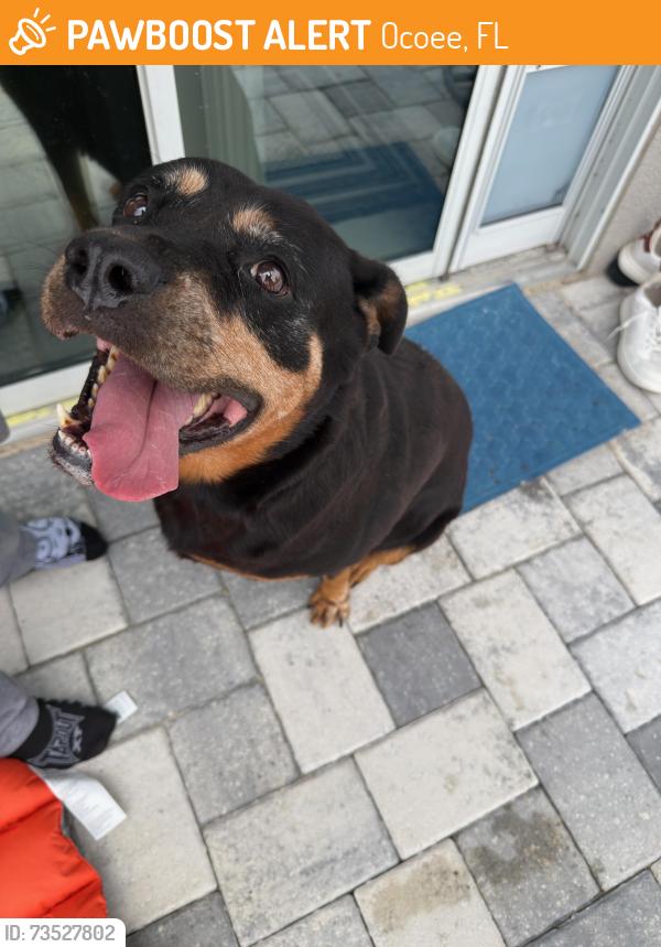 Found/Stray Female Dog last seen Clark rd, Ocoee, FL 34761