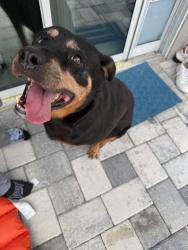 Found/Stray Female Dog last seen Clark rd, Ocoee, FL 34761